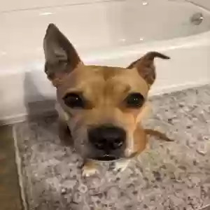 adoptable Dog in Grandville, MI named Keke