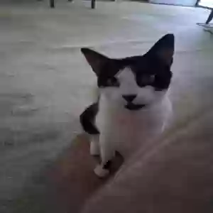 adoptable Cat in Jamaica, NY named Lily