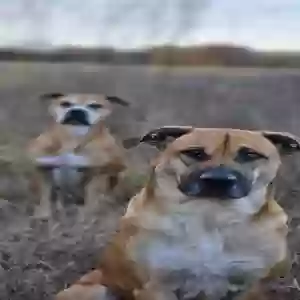 /images/pets/original/2185189_actual_three.webp