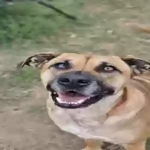 /images/pets/original/2185189_actual_two.webp