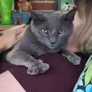 adoptable Cat in Xenia, OH named Smokey