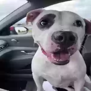 adoptable Dog in Philadelphia, PA named Blanca