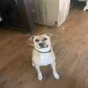 adoptable Dog in Springfield, OH named Kas