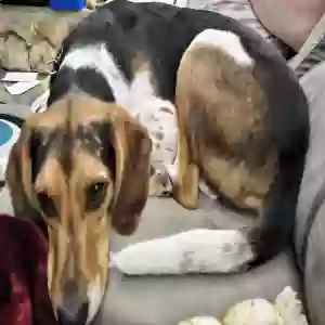 adoptable Dog in Orlando, FL named Copper