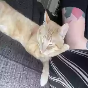 adoptable Cat in Turlock, CA named Thor