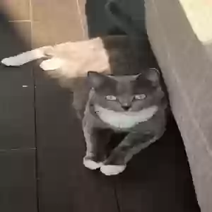adoptable Cat in Novi, MI named Cat