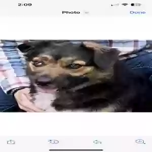 adoptable Dog in Opelousas, LA named Willow