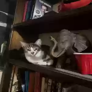 adoptable Cat in Hollywood, FL named Rosie