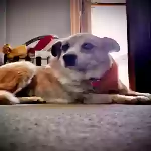 adoptable Dog in Westbury, NY named Benjamin