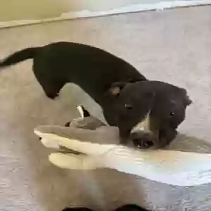 adoptable Dog in Bullhead City, AZ named Ruth