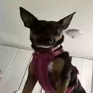 adoptable Dog in Canton, MI named Chica