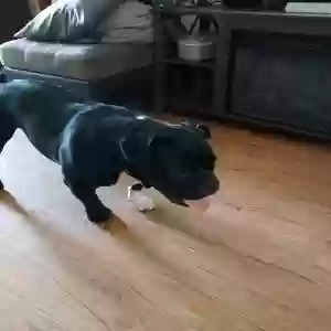 adoptable Dog in Port Huron, MI named Tank