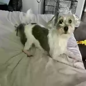 adoptable Dog in Norcross, GA named Yonni