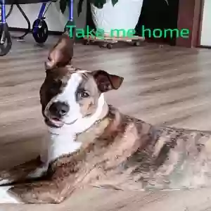 adoptable Dog in Corpus Christi, TX named Unknown