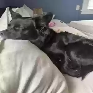 adoptable Dog in Saint Paul, MN named Tina