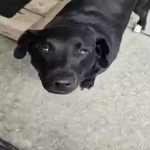adoptable Dog in Grand Ledge, MI named Winston