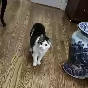 adoptable Cat in Belmont, CA named Lisa