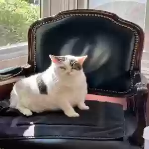 adoptable Cat in Belmont, CA named Harley