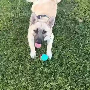 adoptable Dog in San Bernardino, CA named Luffy