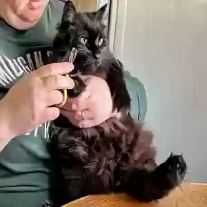 adoptable Cat in Grandville, MI named Luna