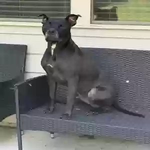 adoptable Dog in Fairburn, GA named Ares