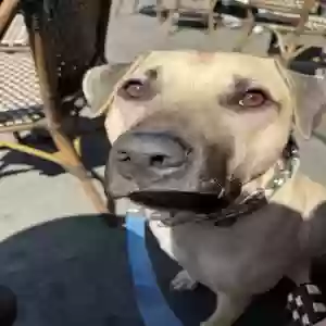 adoptable Dog in Newark, DE named Cappy