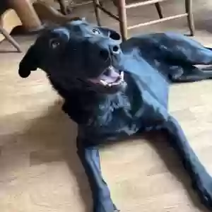 adoptable Dog in Lake Odessa, MI named Moose