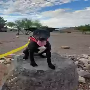 adoptable Dog in Clarkdale, AZ named Onyx