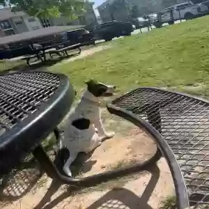 adoptable Dog in Lake Charles, LA named Lilly