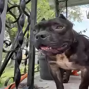 adoptable Dog in Loretto, KY named Gilbert