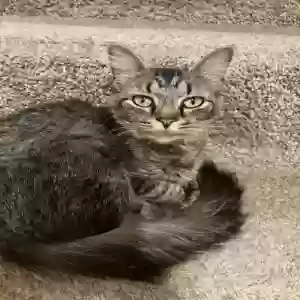 adoptable Cat in Westerville, OH named Onyx