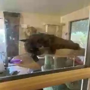 adoptable Cat in Arizona City, AZ named Pesty