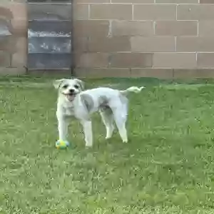 adoptable Dog in Glendora, CA named Milo