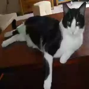 adoptable Cat in Ypsilanti, MI named Zorro