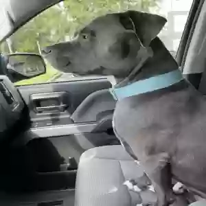 adoptable Dog in Orange Park, FL named Blue