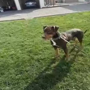 adoptable Dog in Mesa, AZ named doobie