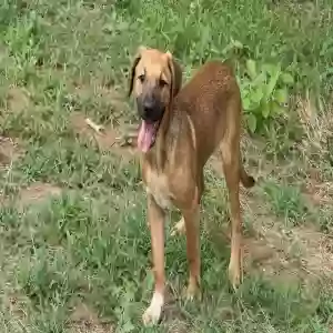 adoptable Dog in Tyler, TX named James