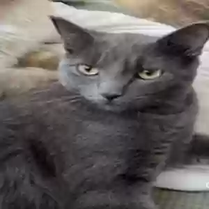 adoptable Cat in Rusk, TX named Willow