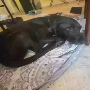 adoptable Dog in Williamsburg, OH named Phoenix