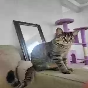 adoptable Cat in Michigan City, IN named Khleo