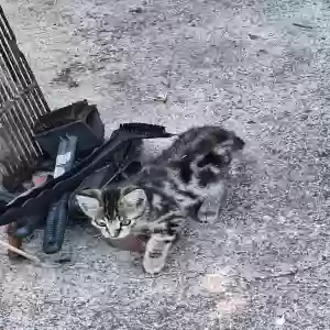 adoptable Cat in Orangevale, CA named Unknown