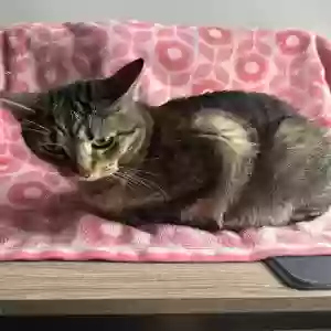 adoptable Cat in Garland, TX named Unknown