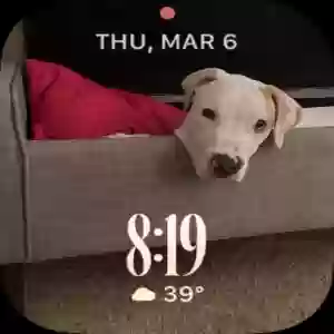 adoptable Dog in Hemet, CA named Unknown