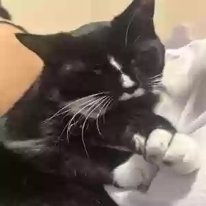 adoptable Cat in Grand Rapids, MI named Sushi