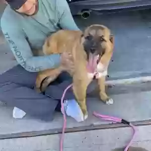 adoptable Dog in Princeton, TX named Unknown