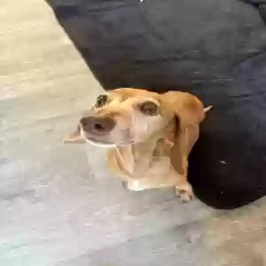 adoptable Dog in Las Vegas, NV named Tibby