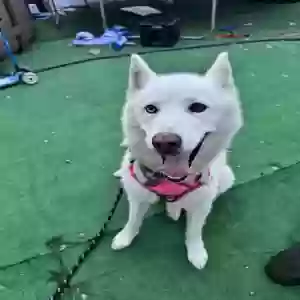 adoptable Dog in Hempstead, NY named Frosty