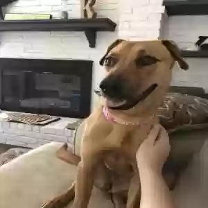 adoptable Dog in Allen, TX named Bella