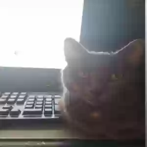 adoptable Cat in Inkster, MI named nala