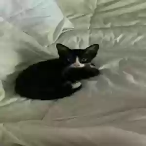 adoptable Cat in Slidell, LA named Beau